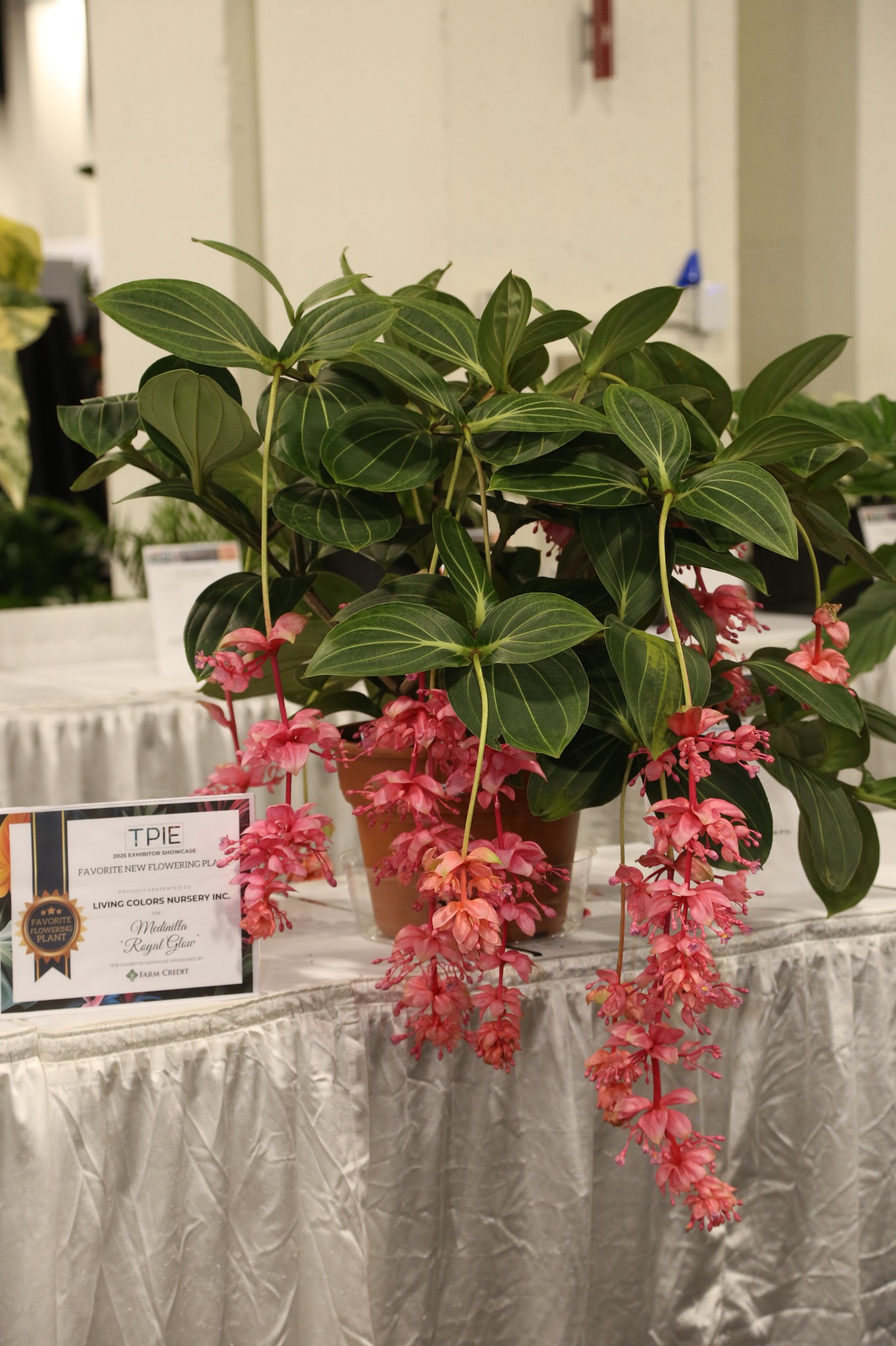 Medinilla 'Royal Glow'